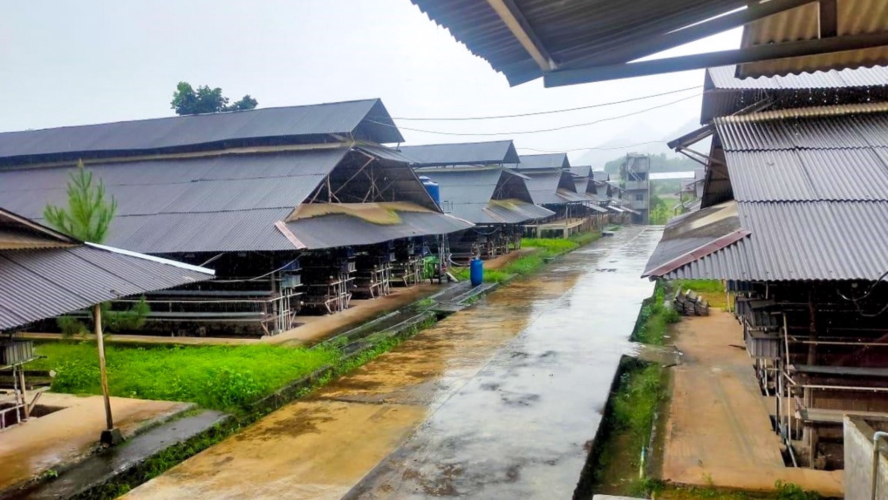 DISEWAKAN KANDANG AYAM 4 HA, LENGKAP, SIAP PAKAI