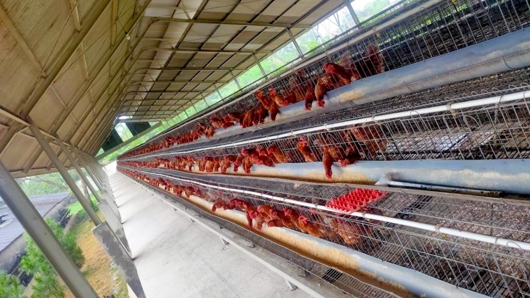 DISEWAKAN KANDANG AYAM 4 HA, LENGKAP, SIAP PAKAI