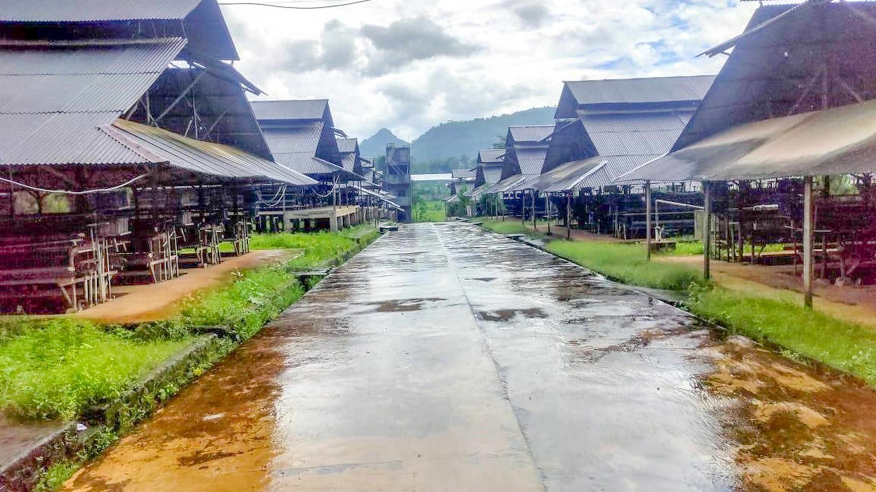 DISEWAKAN KANDANG AYAM 4 HA, LENGKAP, SIAP PAKAI