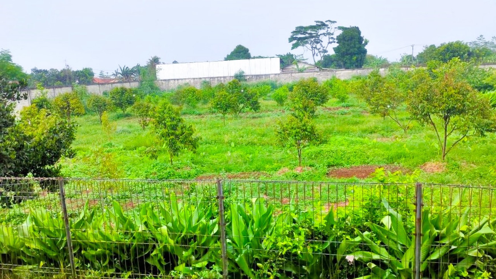 DISEWAKAN KANDANG AYAM 4 HA, LENGKAP, SIAP PAKAI