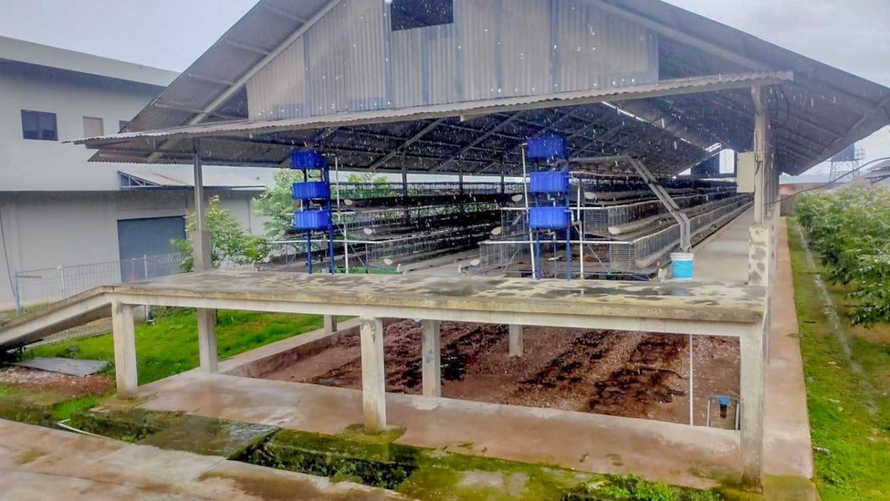 DISEWAKAN KANDANG AYAM 4 HA, LENGKAP, SIAP PAKAI