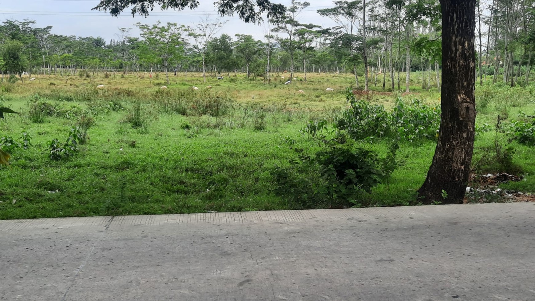 KAVLING PINGGIR JALAN DI LOKASI STRATEGIS DEKAT KAWASAN INDUSTRI GREENLAND INTERNATIONAL INDUSTRIAL CENTER (GIIC) KOTA DELTAMAS