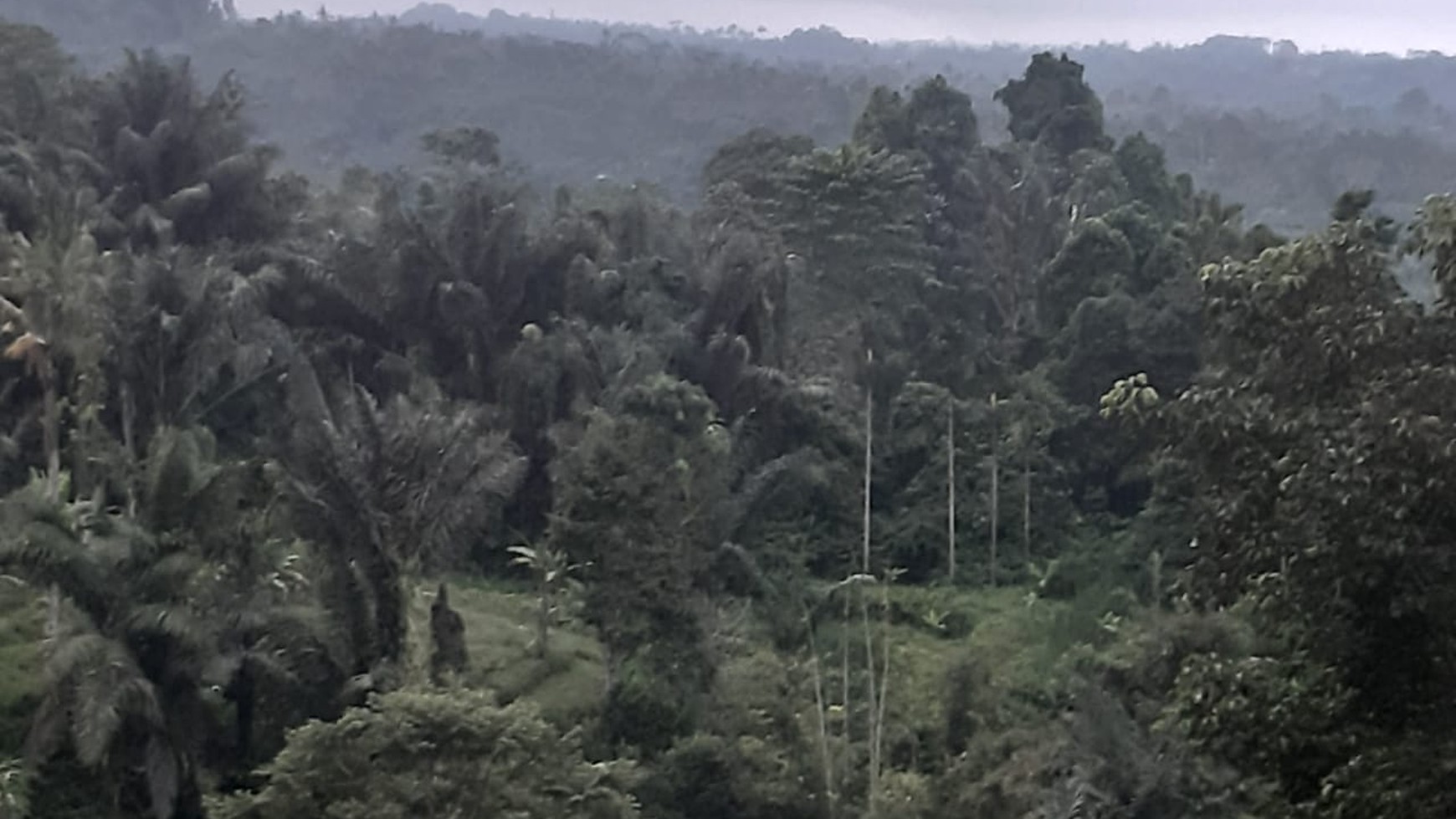 Land Freehold Discover Your Slice of Paradise at Buahan, Payangan, Ubud Bali