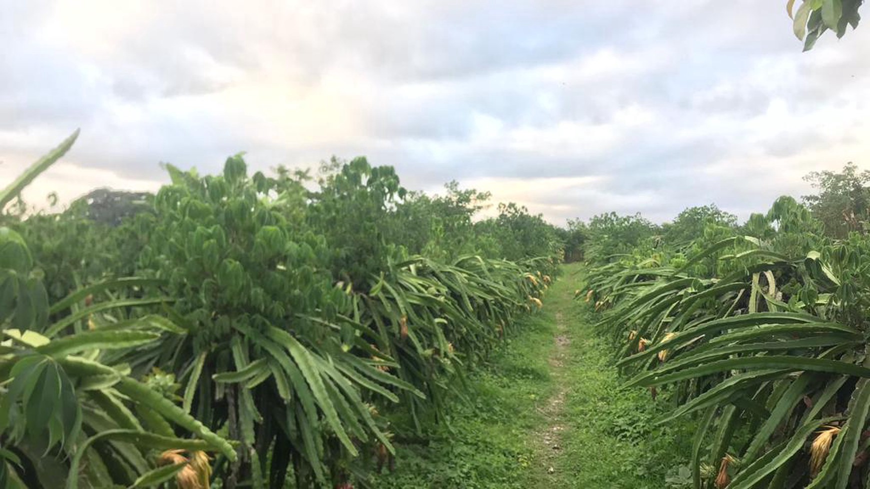 RARE! 2,450 Sqm Freehold Land for Sale With Views Of Rice Field on Sayan Main Road, Ubud