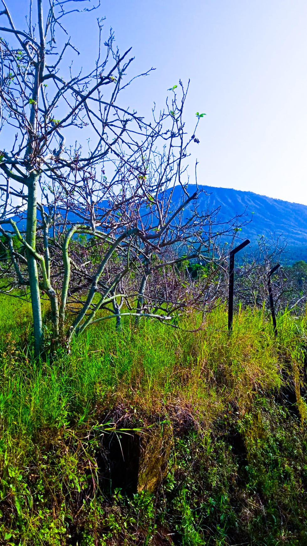 DIJUAL TANAH PERKEBUNAN DI BATU, MALANG, COCOK UNTUK KEBUN BUAH, VILLA.  #LLDD