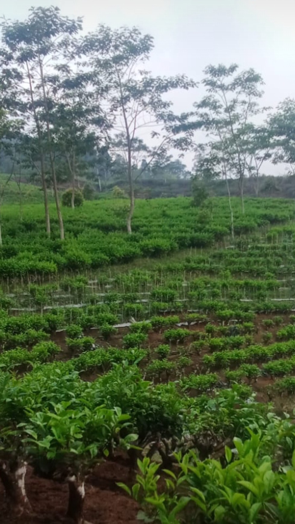 Kebun Teh Luas 41.711 Meter Persegi Lokasi Mojo Tengah Batang 