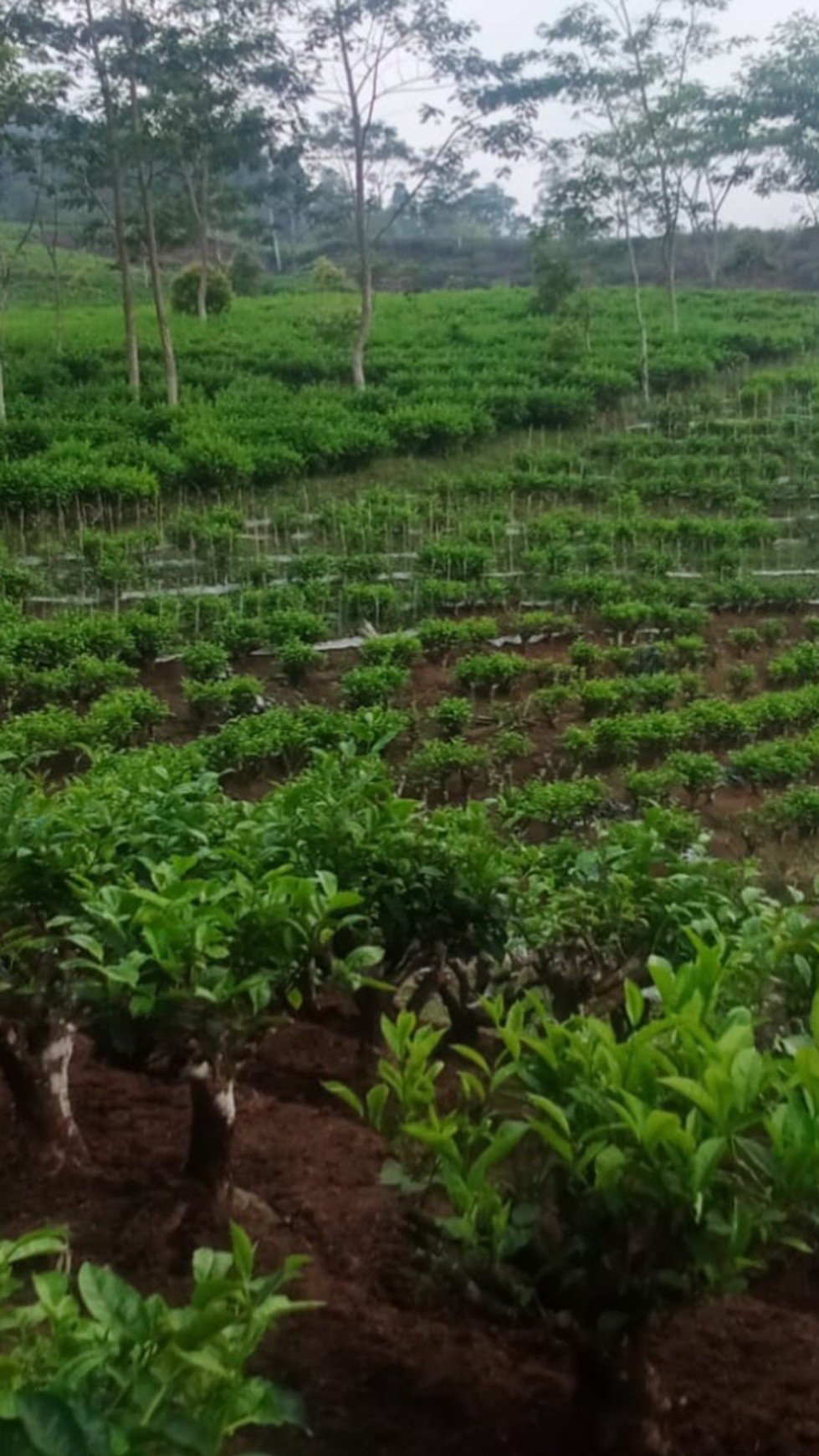 Kebun Teh Luas 41.711 Meter Persegi Lokasi Mojo Tengah Batang 