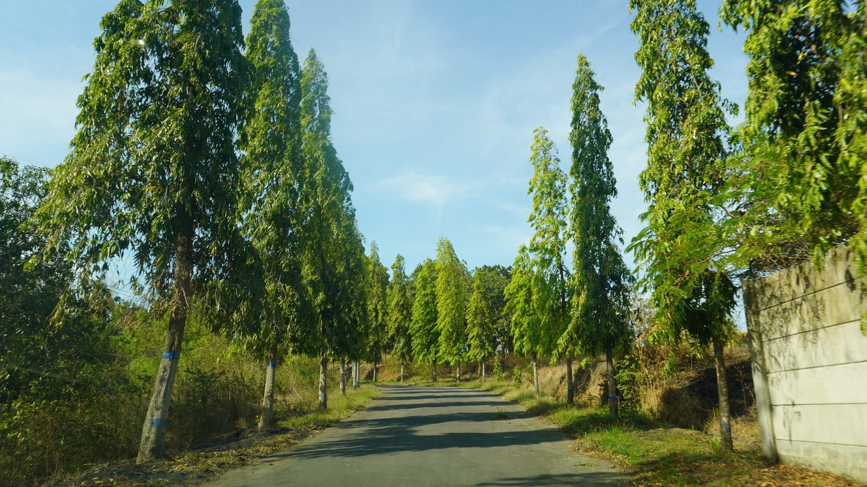 Dijual Tanah 60 HA Bekas Kandang, Probolinggo Jawa Timur