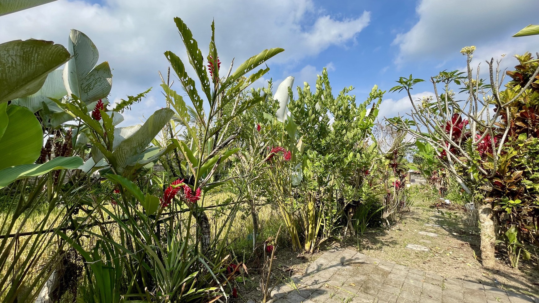 Cozy Fully Furnished Home for Yearly Rent in Ubud - Perfect Location!