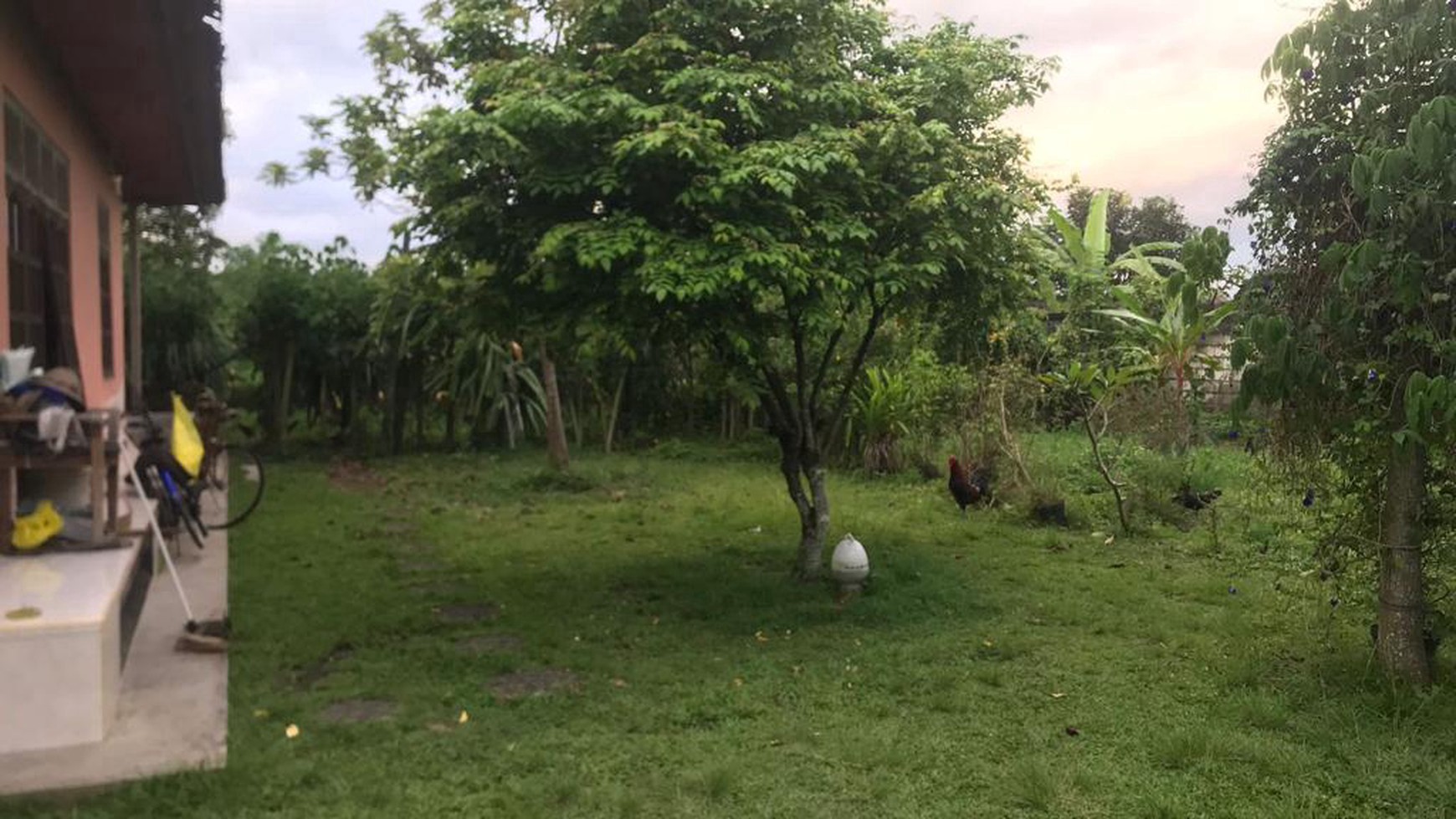 RARE! 2,450 Sqm Freehold Land for Sale With Views Of Rice Field on Sayan Main Road, Ubud