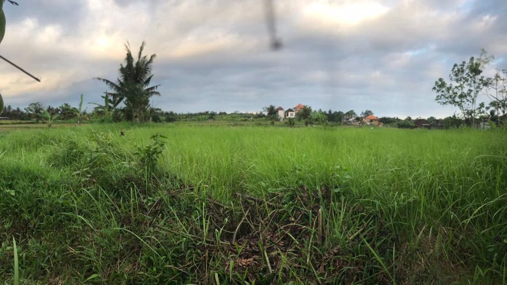 RARE! 2,450 Sqm Freehold Land for Sale With Views Of Rice Field on Sayan Main Road, Ubud