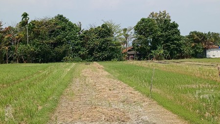 Tanah Sawah Seluas 582 Meter Persegi Lokasi Menden Bantul 