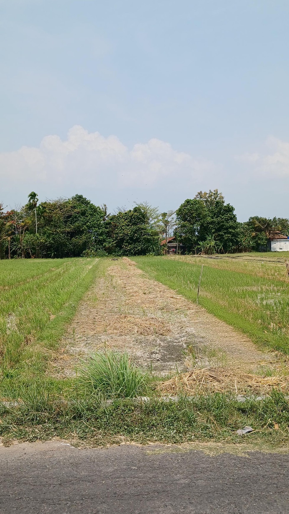 Tanah Sawah Seluas 582 Meter Persegi Lokasi Menden Bantul 