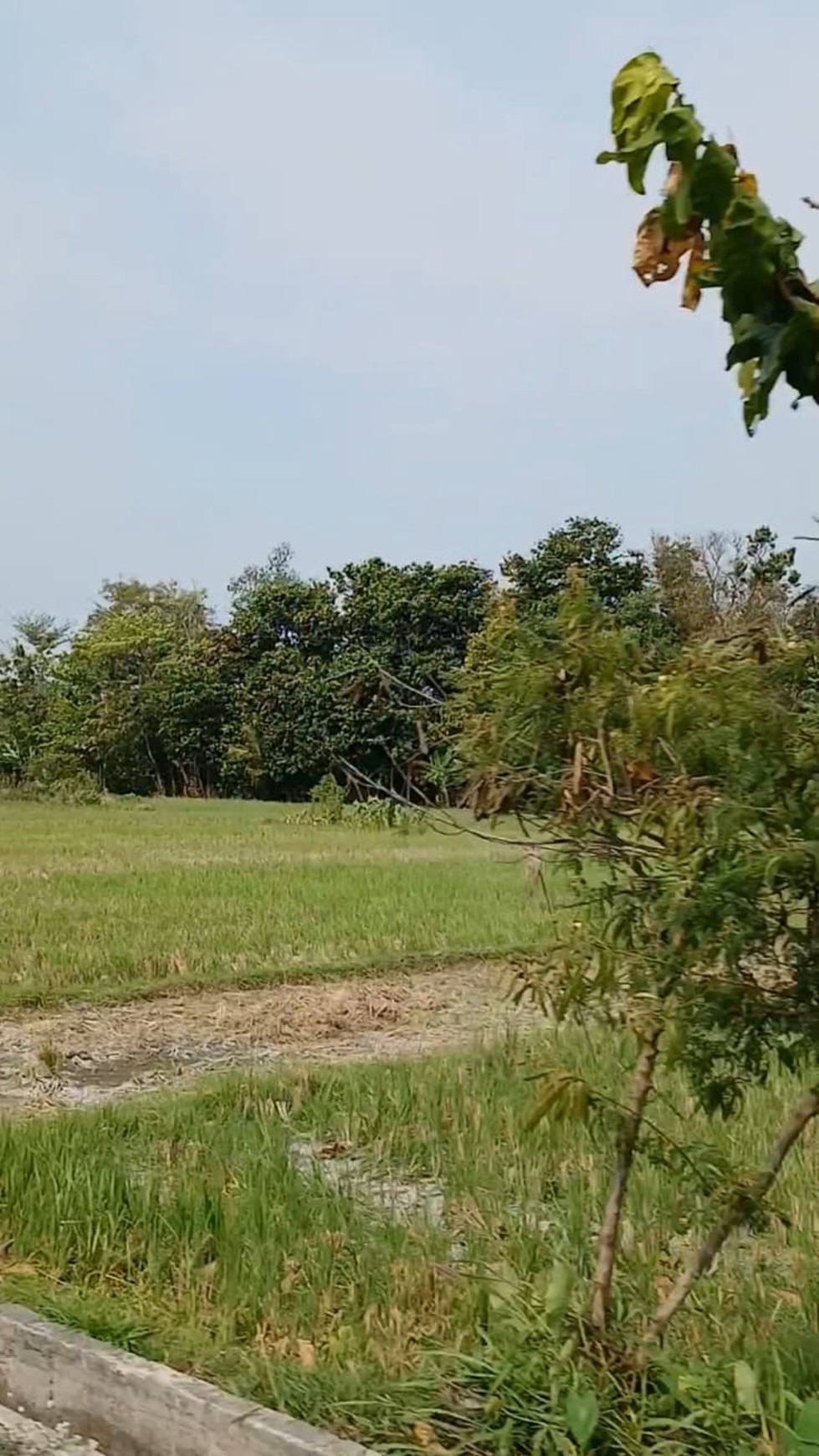 Tanah Sawah Seluas 582 Meter Persegi Lokasi Menden Bantul 