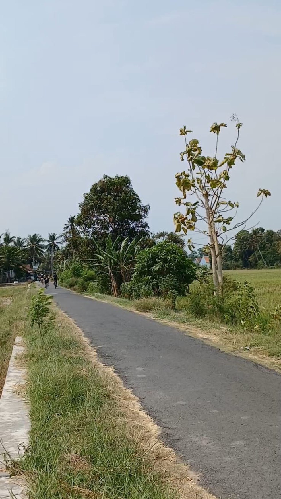 Tanah Sawah Seluas 582 Meter Persegi Lokasi Menden Bantul 