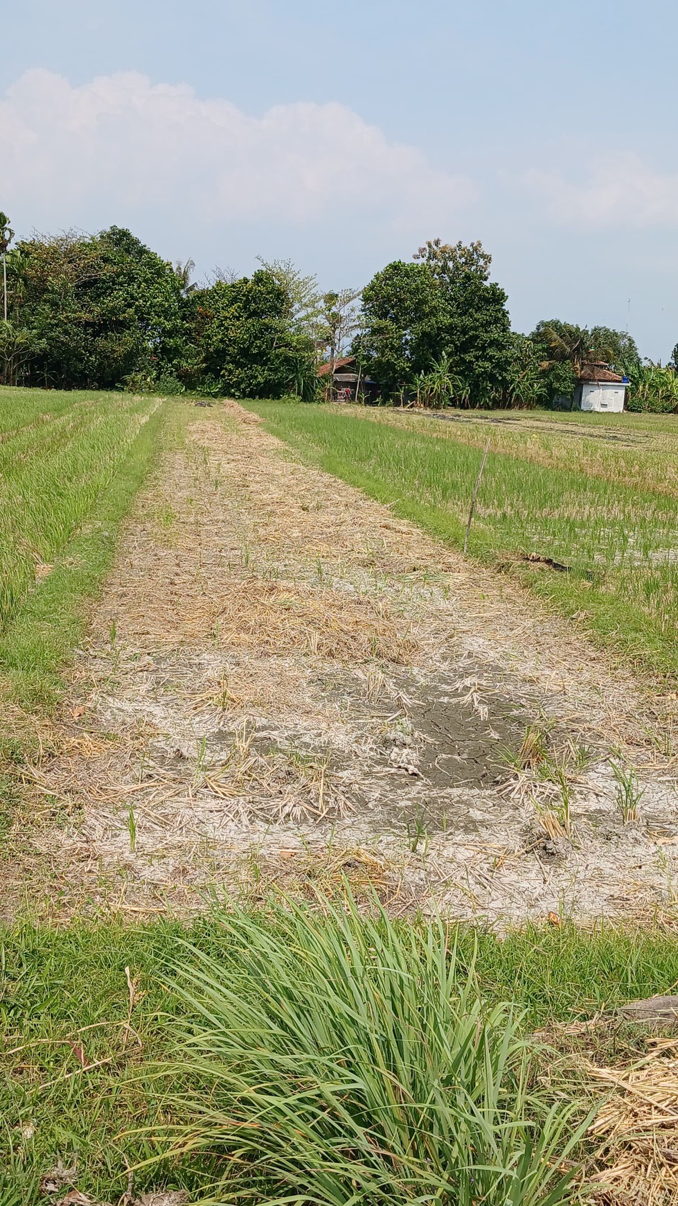 Tanah Sawah Seluas 582 Meter Persegi Lokasi Menden Bantul 