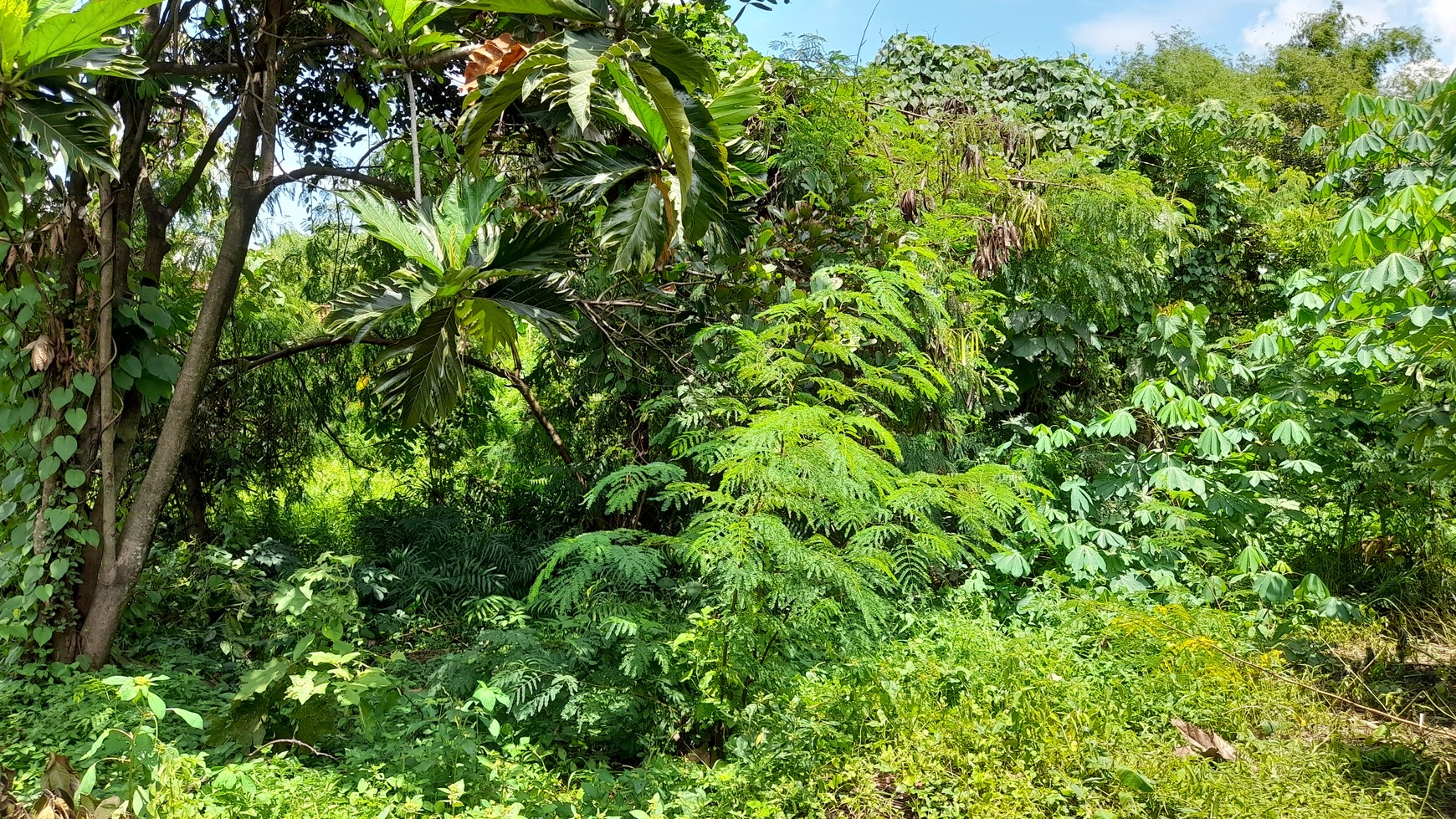 Tanah Permukiman di Dapurkejambon, Jombang