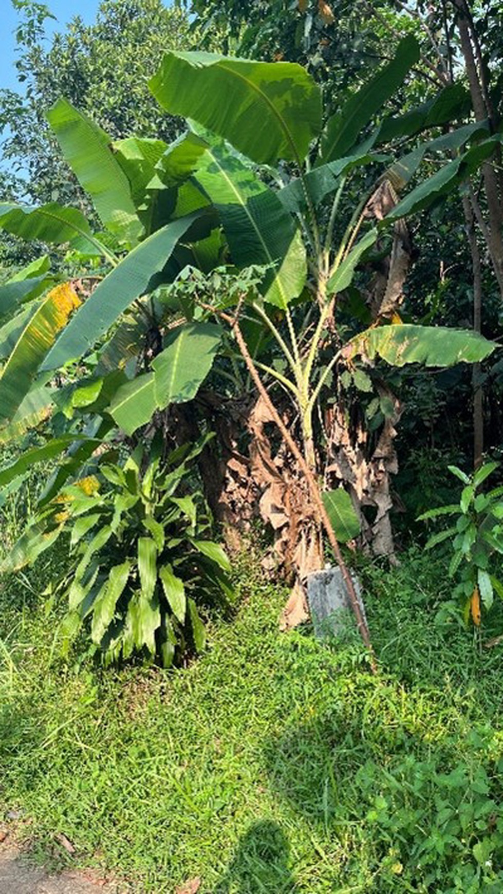 Kavling siap bangun, cocok untuk cluster di Tajur Bogor