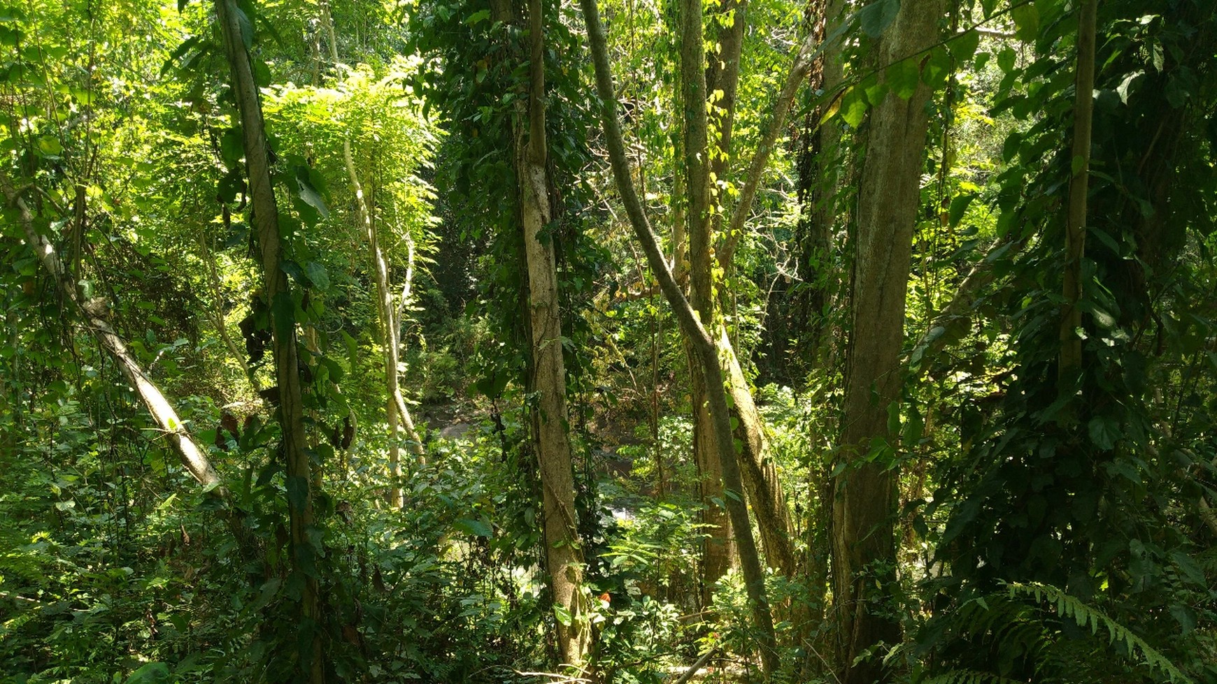 Freehold 1.500 sqm Land with Stunning Views of Valley and River in Ubud - Terraced Contours, Perfect for Luxury Villas