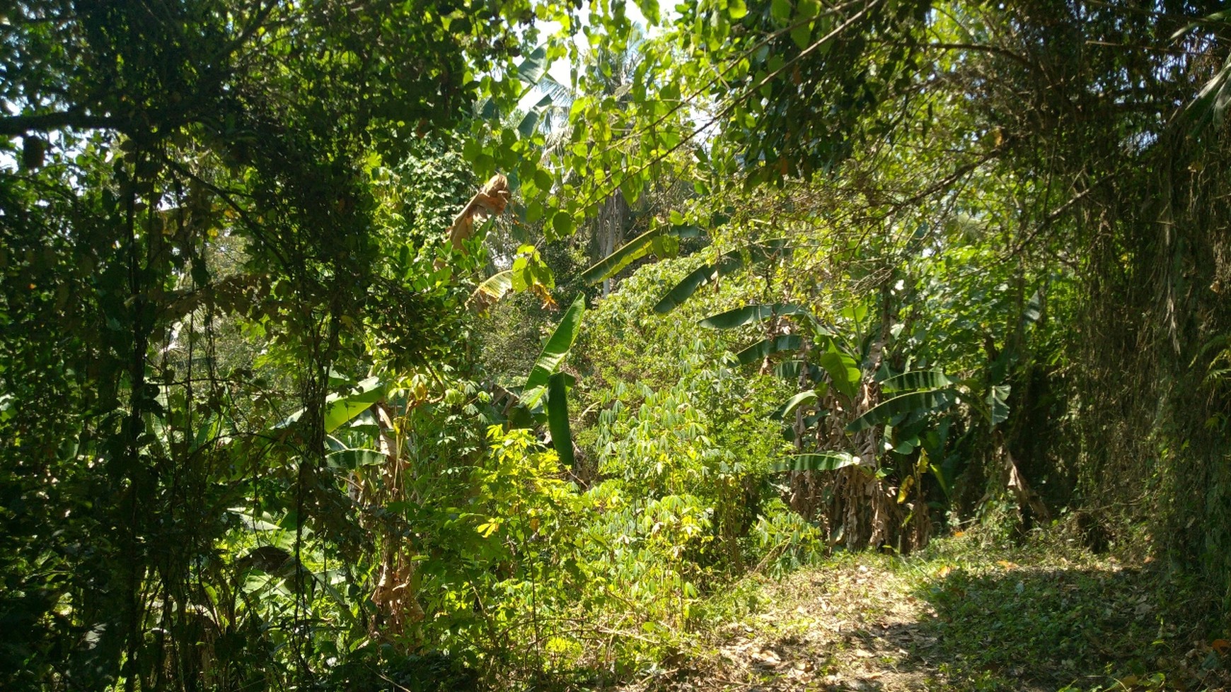 Freehold 1.500 sqm Land with Stunning Views of Valley and River in Ubud - Terraced Contours, Perfect for Luxury Villas