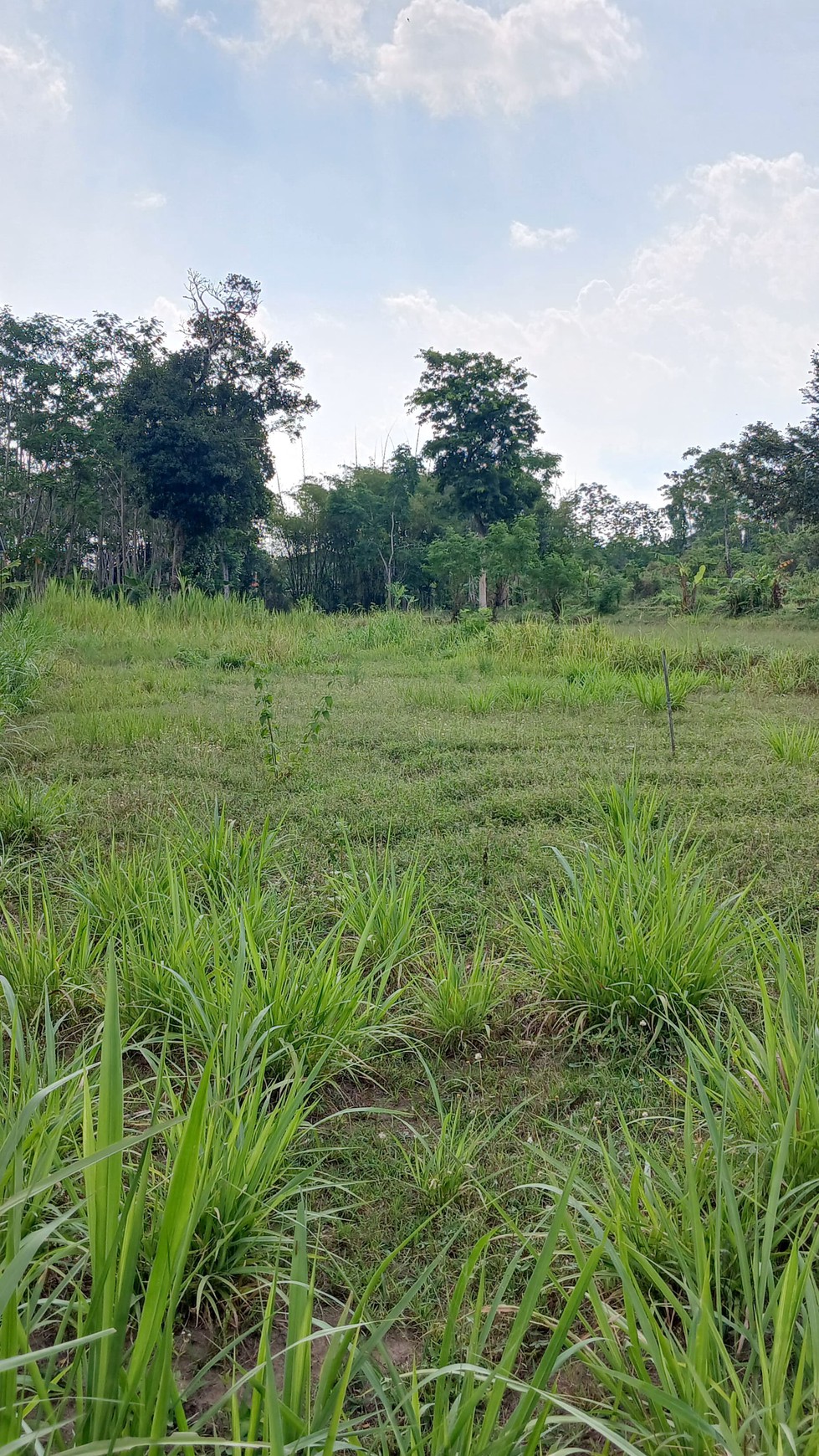 Tanah Sawah Luas 834 Meter Persegi Lokasi Dekat Kampus UII Ngaglik Sleman 