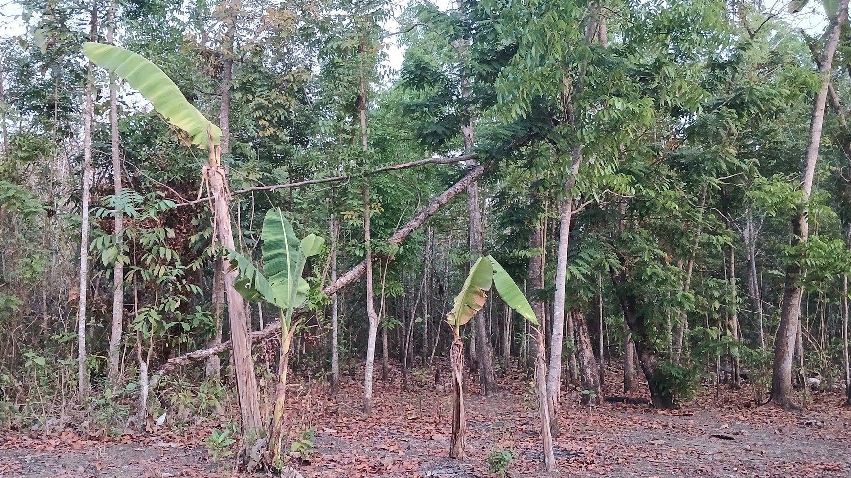 Tanah Pekarangan Lokasi Dekat Wisata Goa Selarong Kasihan Bantul