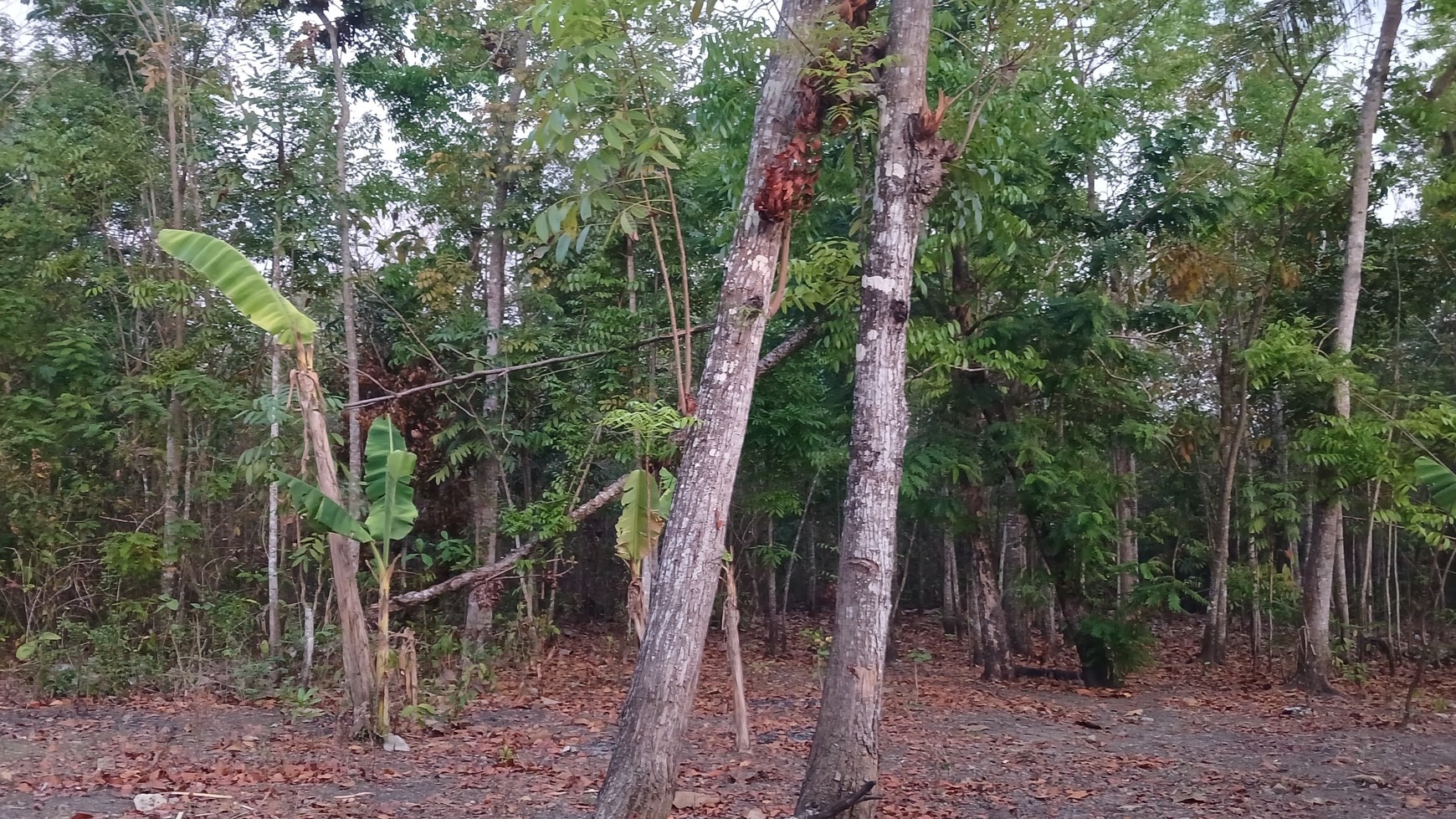 Tanah Pekarangan Lokasi Dekat Wisata Goa Selarong Kasihan Bantul