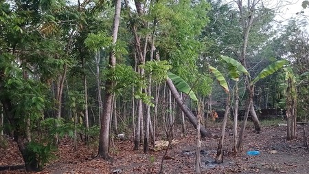 Tanah Pekarangan Lokasi Dekat Wisata Goa Selarong Kasihan Bantul