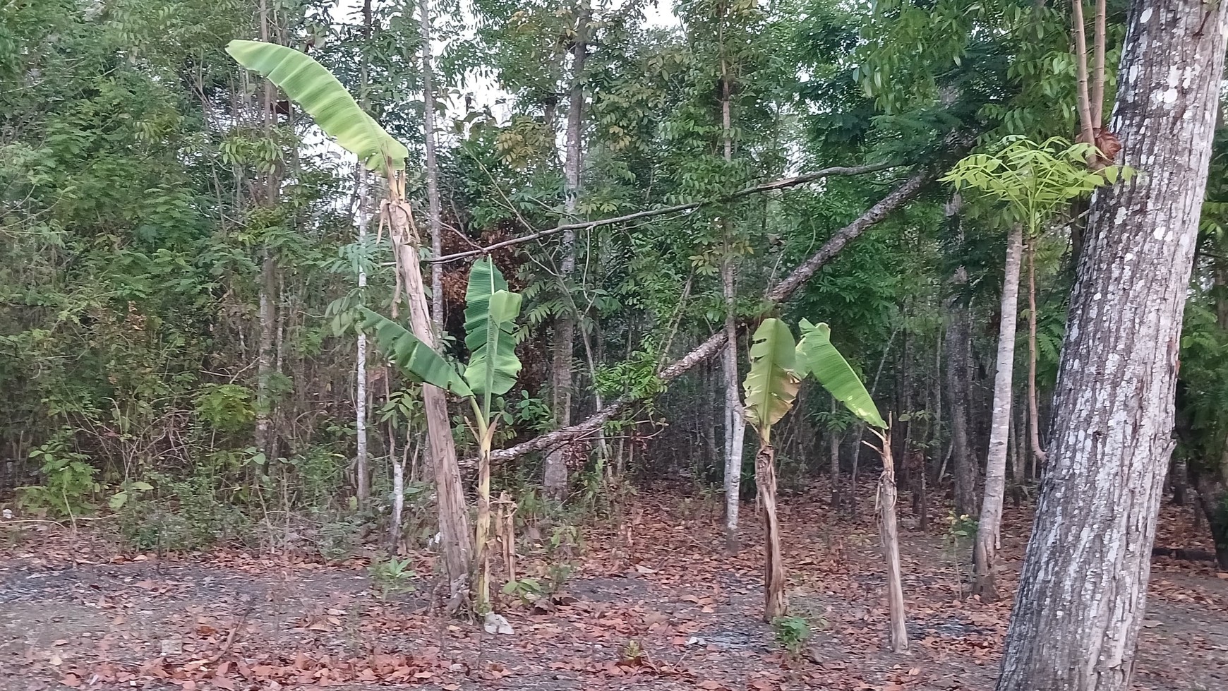 Tanah Pekarangan Lokasi Dekat Wisata Goa Selarong Kasihan Bantul