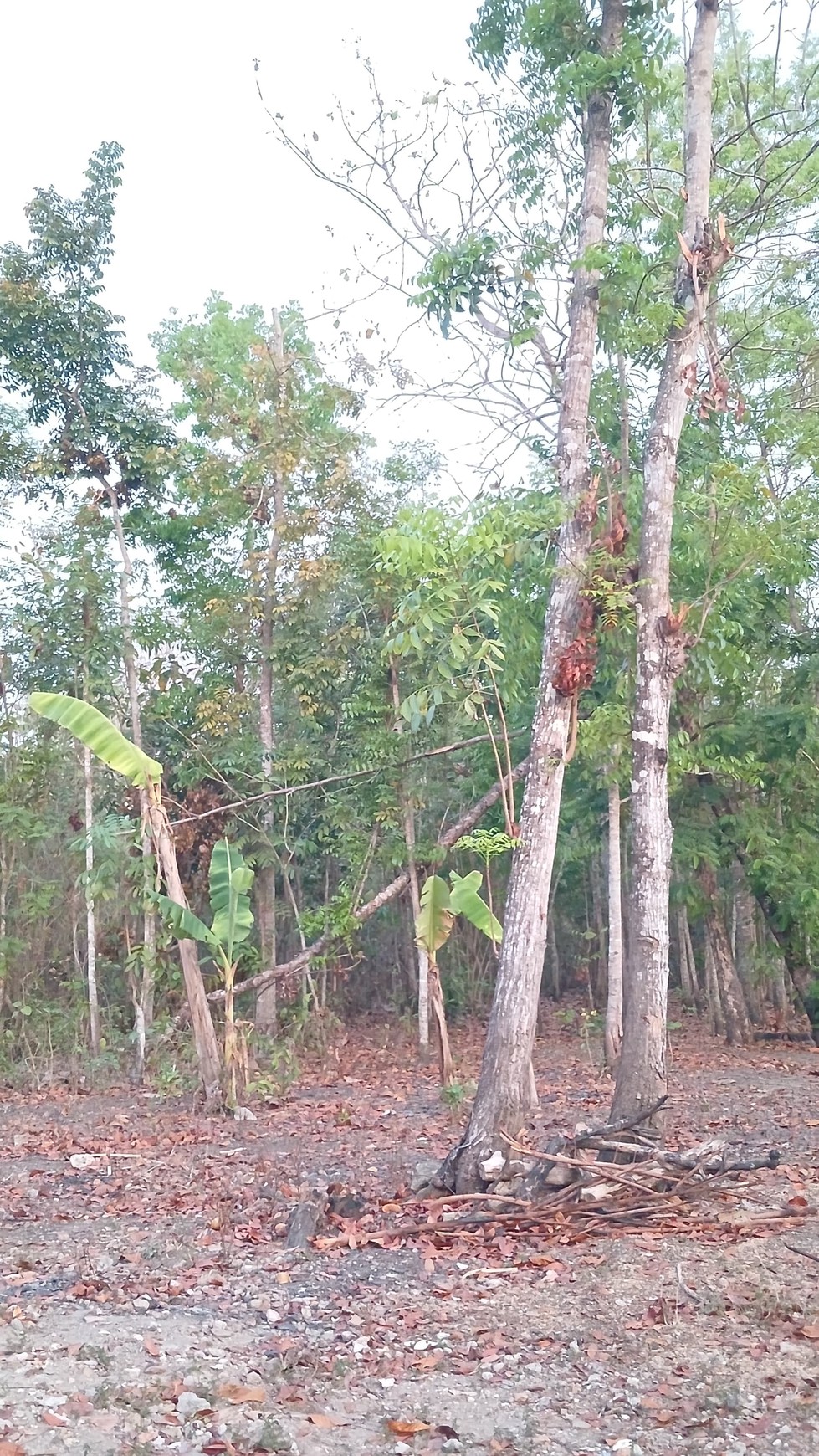 Tanah Pekarangan Lokasi Dekat Wisata Goa Selarong Kasihan Bantul