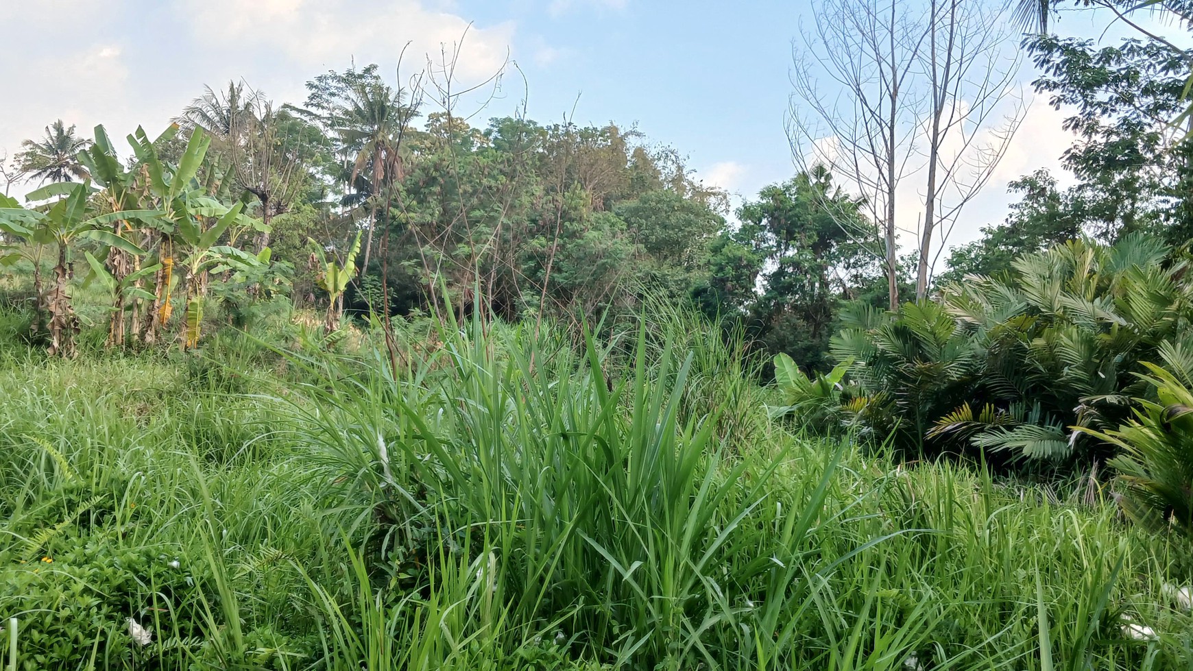 Tanah sawah Luas 829 Meter Persegi Lokasi Pakembinangun Sleman 