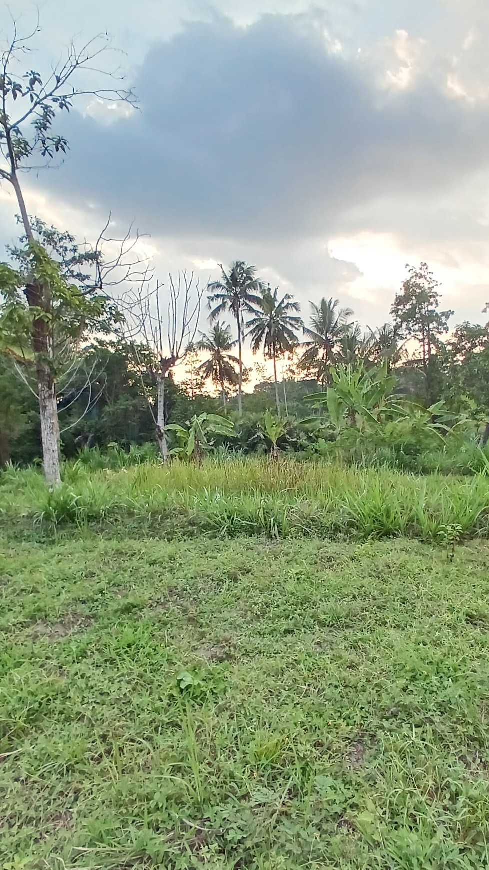 Tanah sawah Luas 829 Meter Persegi Lokasi Pakembinangun Sleman 