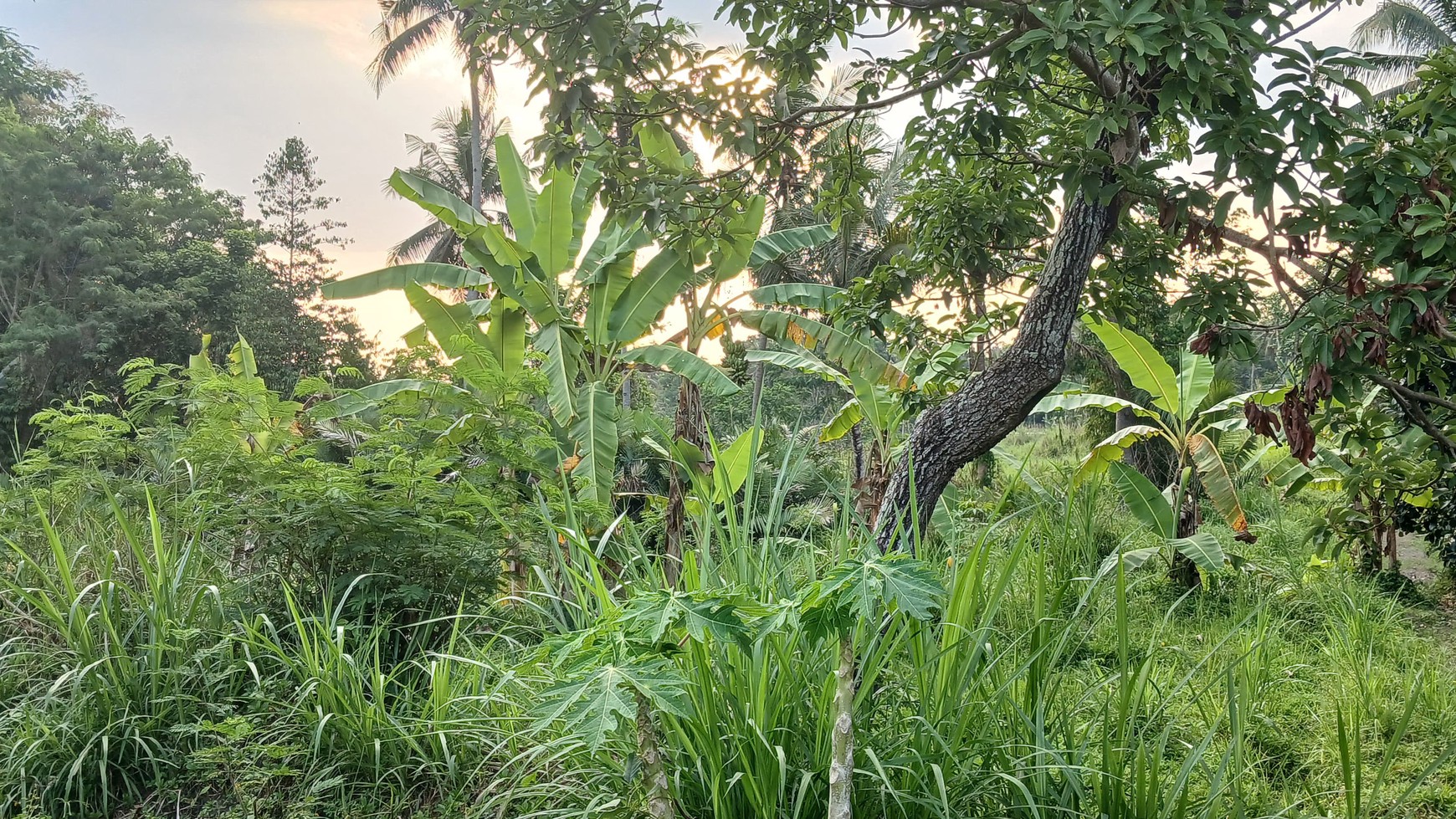 Tanah sawah Luas 829 Meter Persegi Lokasi Pakembinangun Sleman 