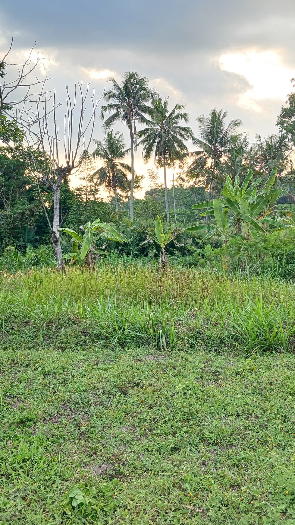 Tanah sawah Luas 829 Meter Persegi Lokasi Pakembinangun Sleman 