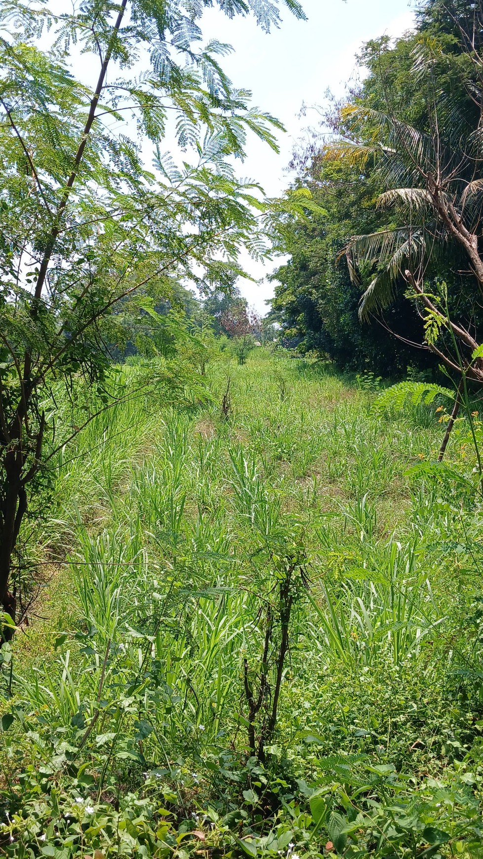 Tanah Sawah 1686 Meter Persegi Lokasi Dekat Candi Prambanan 