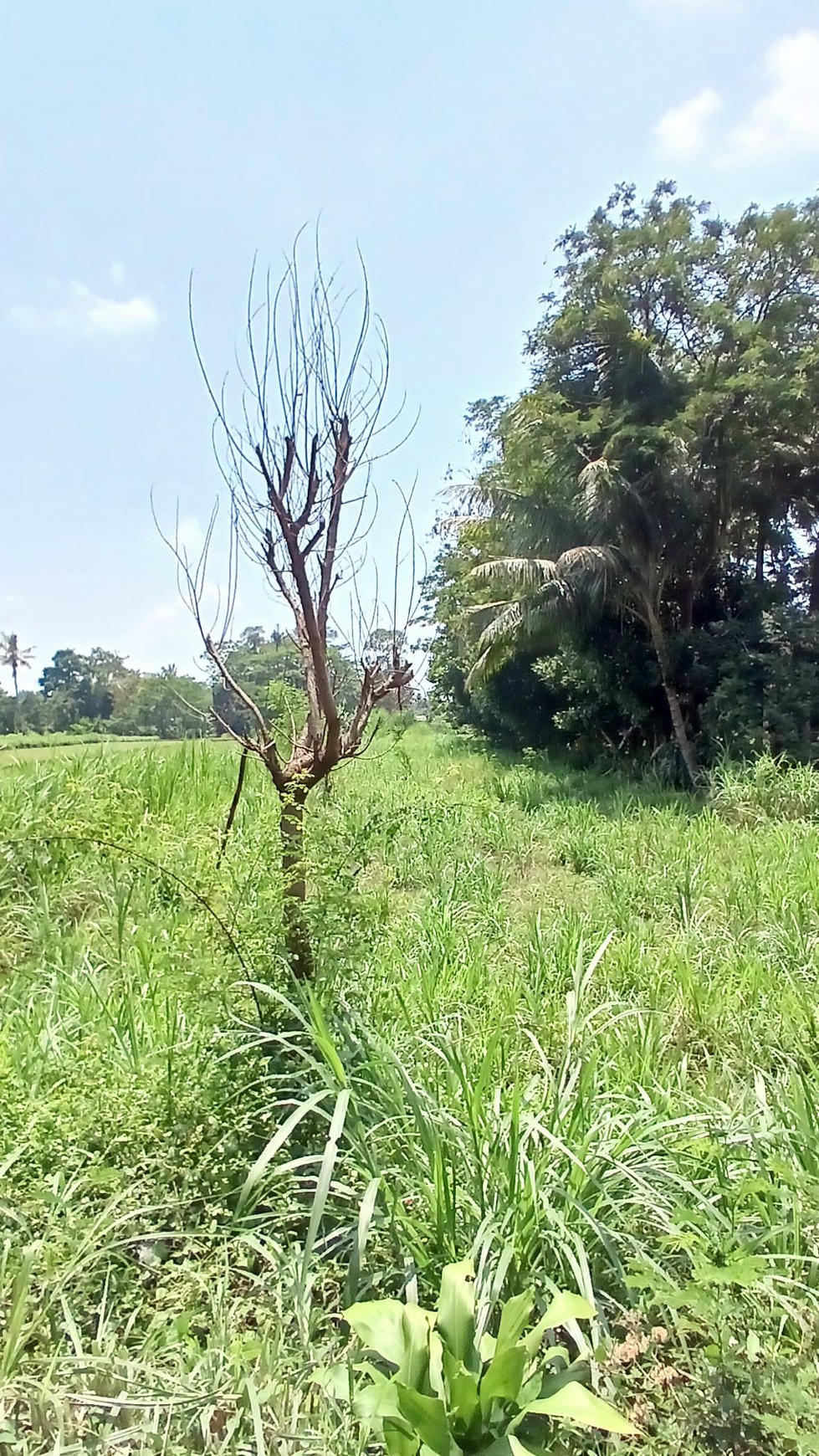 Tanah Sawah 1686 Meter Persegi Lokasi Dekat Candi Prambanan 