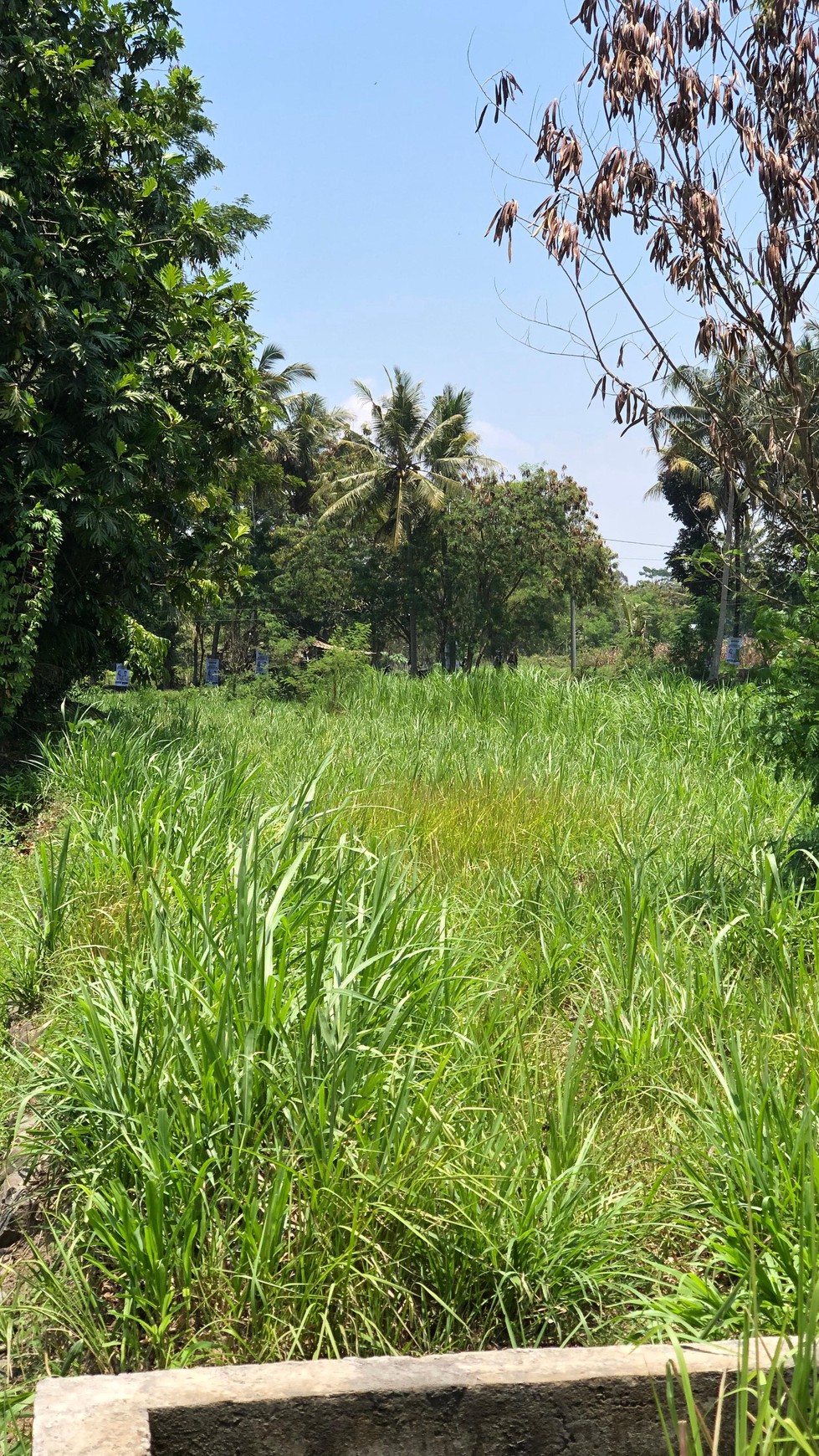 Tanah Sawah 1686 Meter Persegi Lokasi Dekat Candi Prambanan 