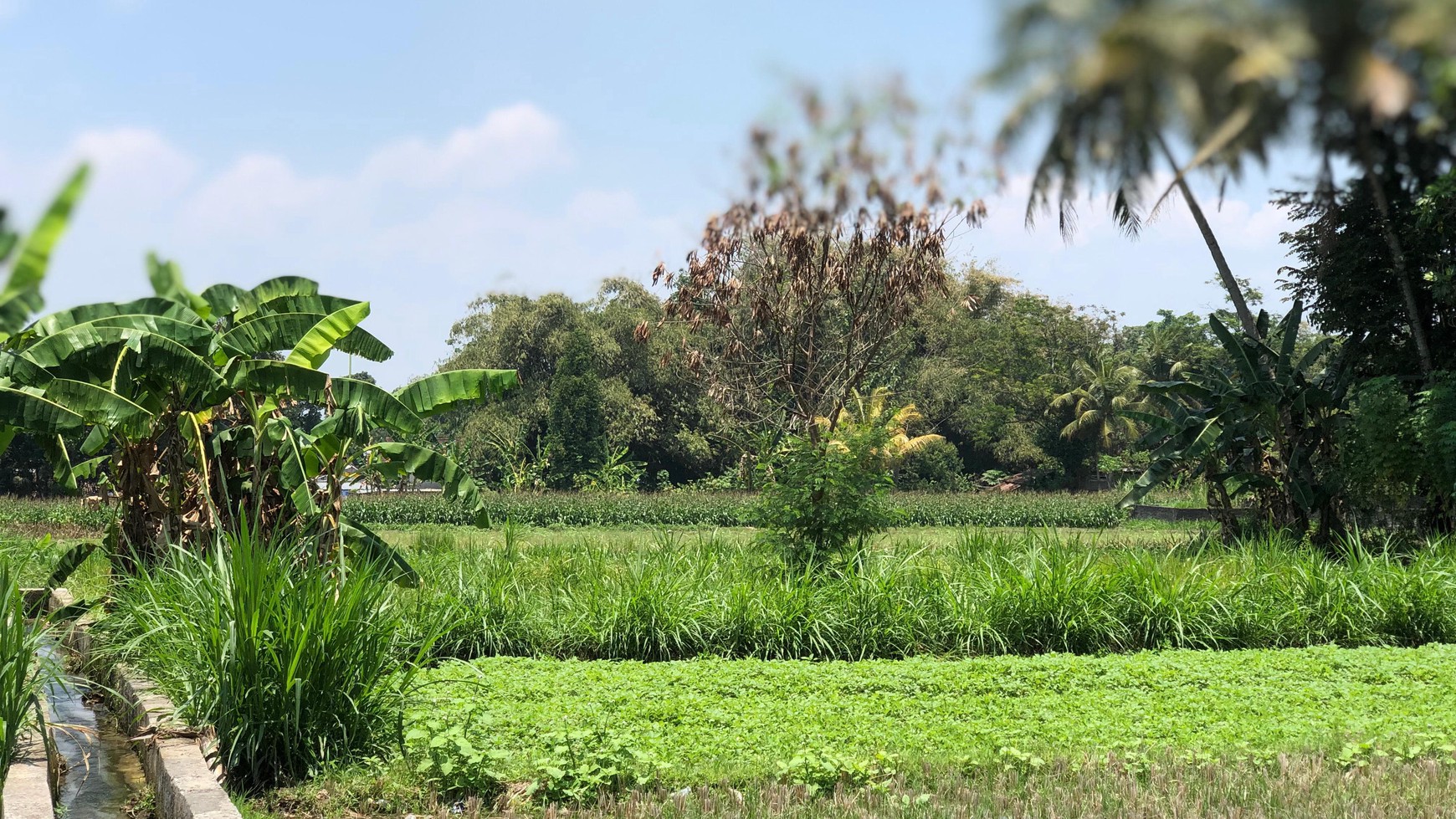 Tanah Sawah 1686 Meter Persegi Lokasi Dekat Candi Prambanan 