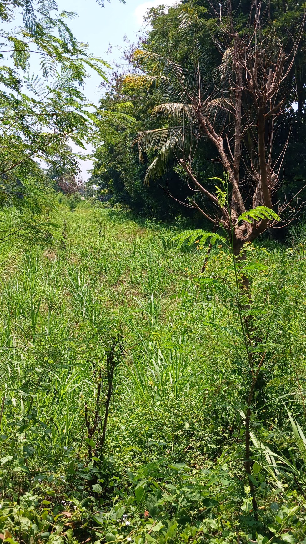 Tanah Sawah 1686 Meter Persegi Lokasi Dekat Candi Prambanan 