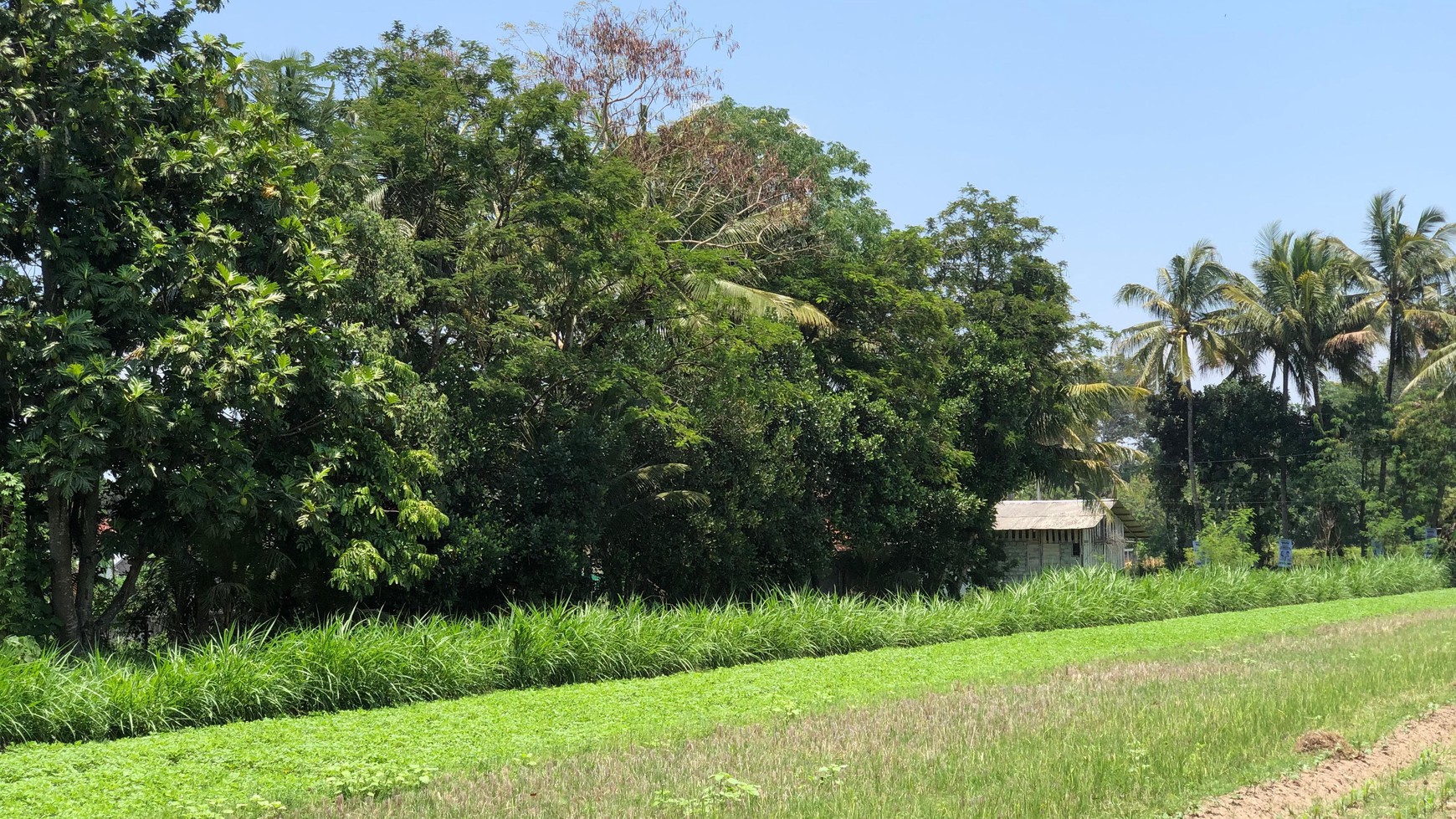 Tanah Sawah 1686 Meter Persegi Lokasi Dekat Candi Prambanan 