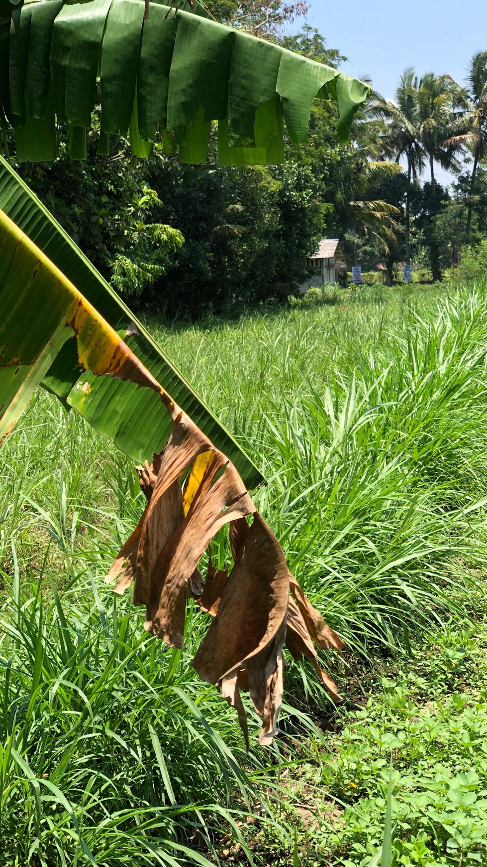 Tanah Sawah 1686 Meter Persegi Lokasi Dekat Candi Prambanan 