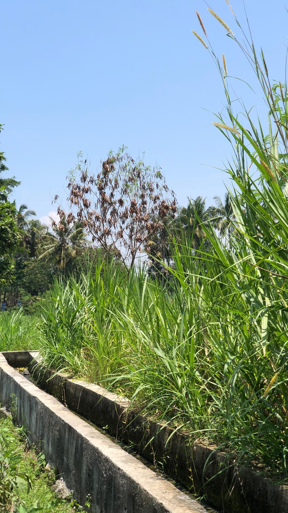 Tanah Sawah 1686 Meter Persegi Lokasi Dekat Candi Prambanan 