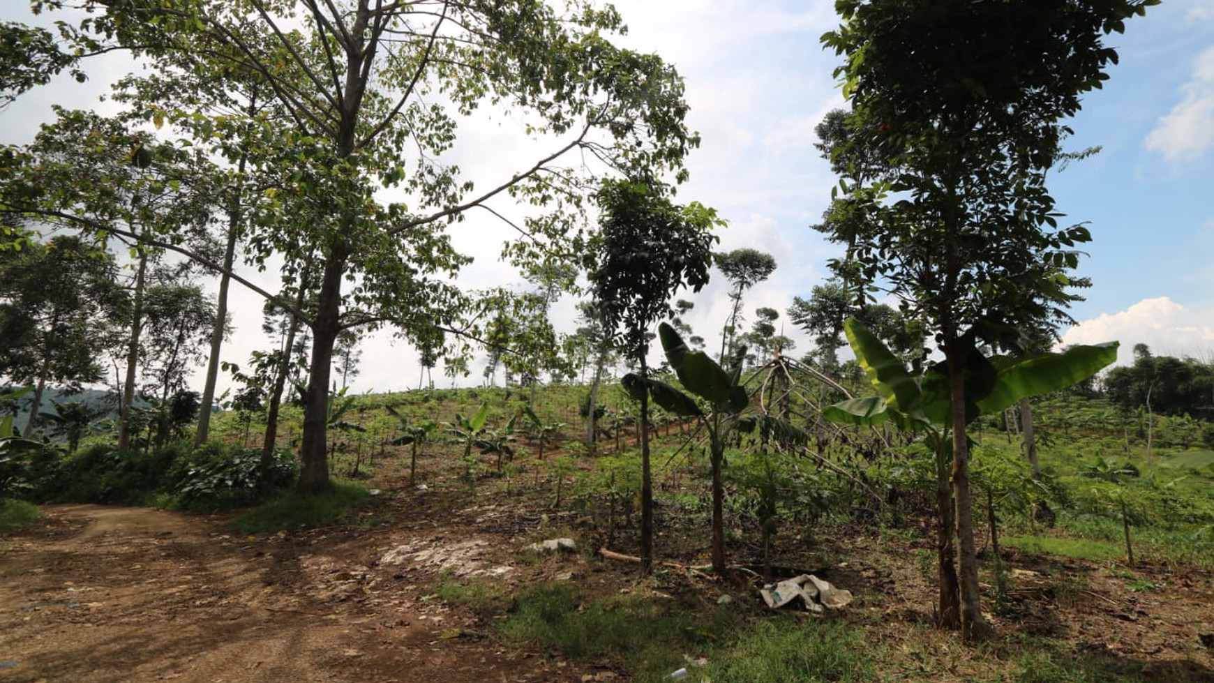 TANAH KAVLING COMMERCIAL DI PUNCAK CIPANAS COCOK UNTUK KEBUN BUAH, AGROBISNIS, RESORT /  Commercial Land in Puncak Cipanas