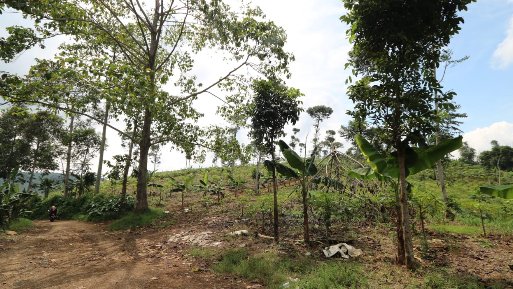 TANAH KAVLING COMMERCIAL DI PUNCAK CIPANAS COCOK UNTUK KEBUN BUAH, AGROBISNIS, RESORT /  Commercial Land in Puncak Cipanas