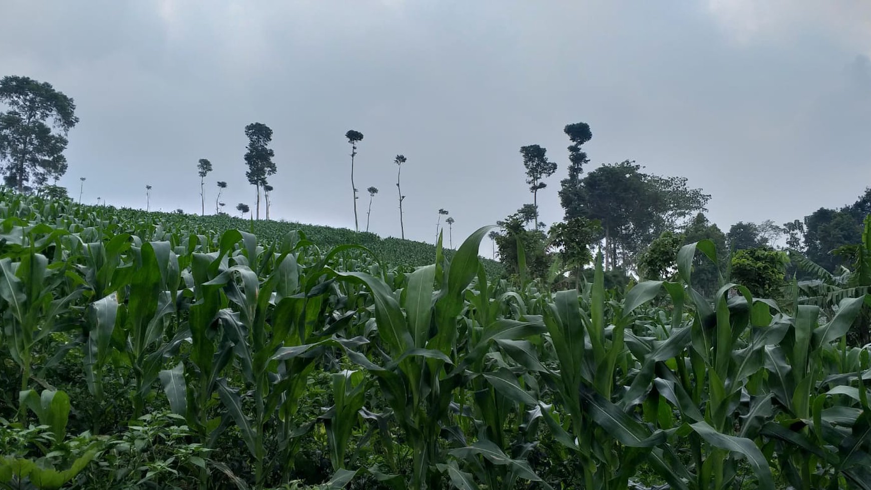 TANAH KAVLING COMMERCIAL DI PUNCAK CIPANAS COCOK UNTUK KEBUN BUAH, AGROBISNIS, RESORT /  Commercial Land in Puncak Cipanas