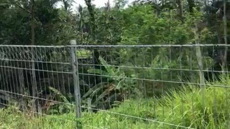 972 Sq m of Freehold Land with Amazing Ricefield Views and River Located Pejeng Ubud Bali