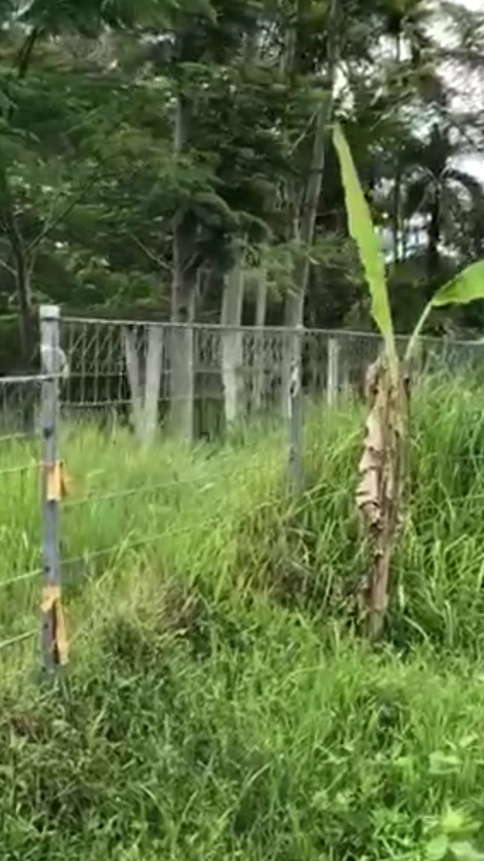 972 Sq m of Freehold Land with Amazing Ricefield Views and River Located Pejeng Ubud Bali