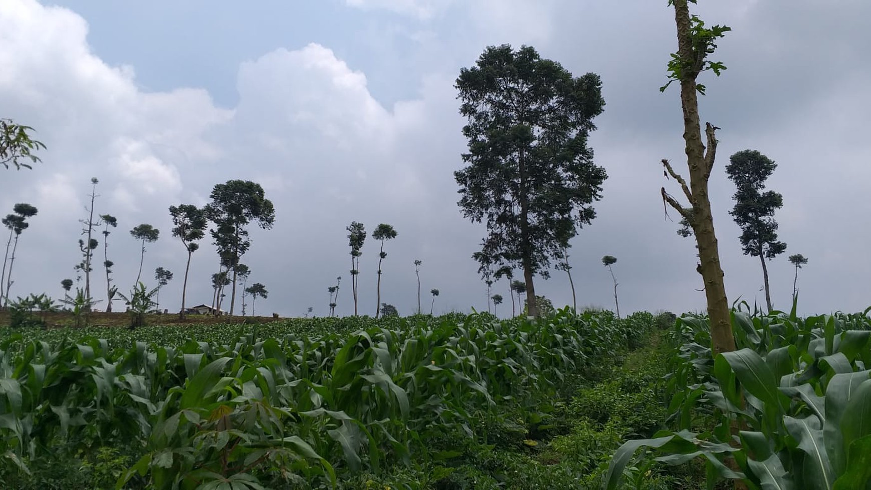 Tanah Kavling 33 Ha Cipanas Puncak, Cocok untuk Agro, Resort