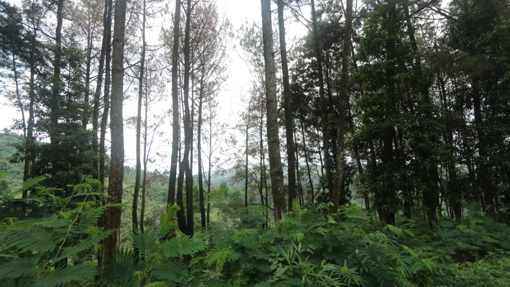 TANAH KAVLING COMMERCIAL DI PUNCAK CIPANAS COCOK UNTUK KEBUN BUAH, AGROBISNIS, RESORT #DDLL