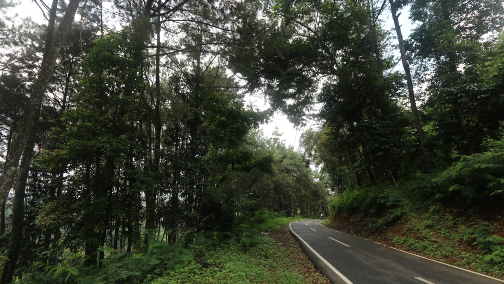 TANAH KAVLING COMMERCIAL DI PUNCAK CIPANAS COCOK UNTUK KEBUN BUAH, AGROBISNIS, RESORT #DDLL